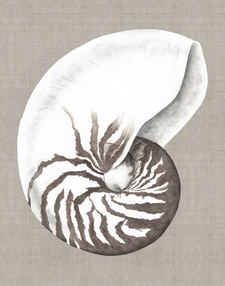 Alva Seashell III (Canvas)
