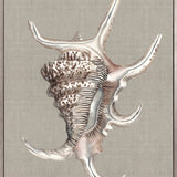 Alva Seashell IV (Canvas) Large (903mm W x 1109mm H)