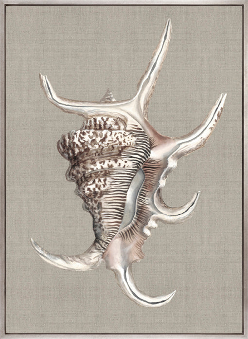 Alva Seashell IV (Canvas)