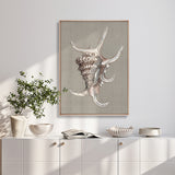 Alva Seashell IV (Canvas) Large (903mm W x 1109mm H)