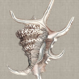 Alva Seashell IV (Canvas) Large (903mm W x 1109mm H)