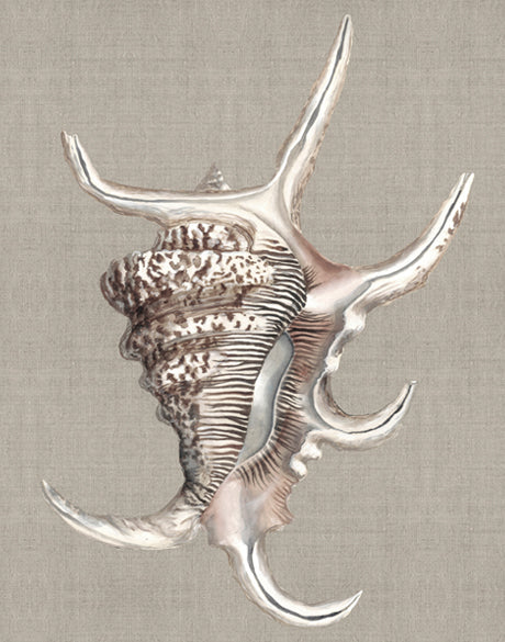 Alva Seashell IV (Canvas)