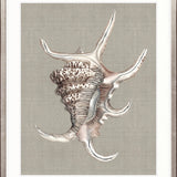 Alva Seashell IV