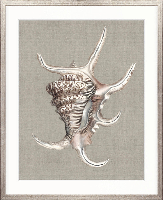 Alva Seashell IV