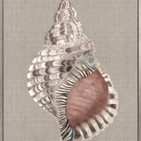 Alva Seashell V (Canvas) Large (903mm W x 1109mm H)