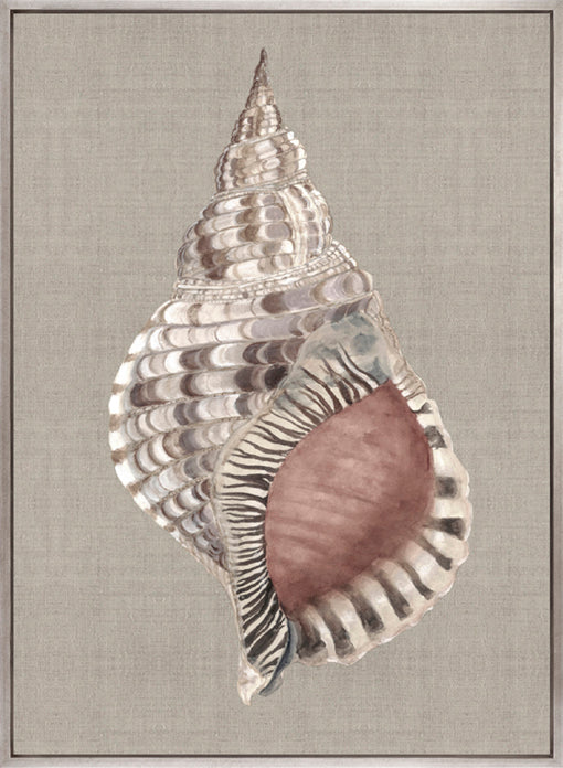 Alva Seashell V (Canvas)