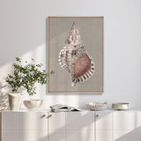Alva Seashell V (Canvas) Large (903mm W x 1109mm H)