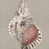 Alva Seashell V (Canvas) Large (903mm W x 1109mm H)
