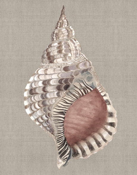 Alva Seashell V (Canvas)