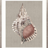 Alva Seashell V
