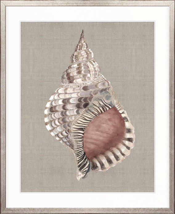 Alva Seashell V
