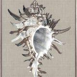 Alva Seashell VI (Canvas) Large (903mm W x 1109mm H)