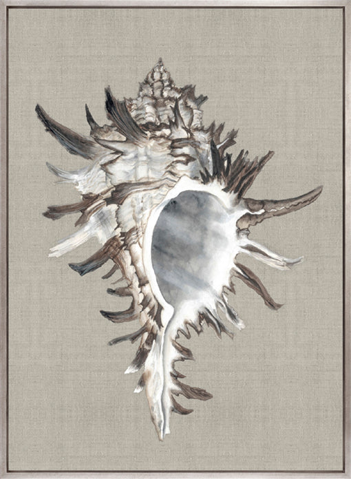 Alva Seashell VI (Canvas)