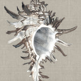 Alva Seashell VI (Canvas) Large (903mm W x 1109mm H)