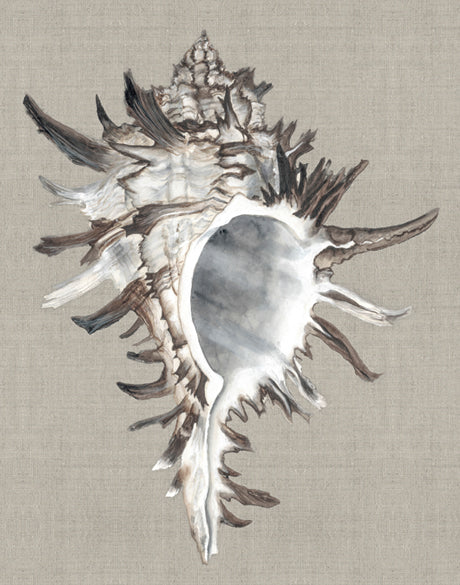 Alva Seashell VI (Canvas)