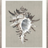 Alva Seashell VI