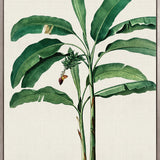 Lush Tropic III (Canvas)