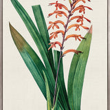 Lush Tropic V (Canvas)