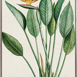 Lush Tropic VI (Canvas)