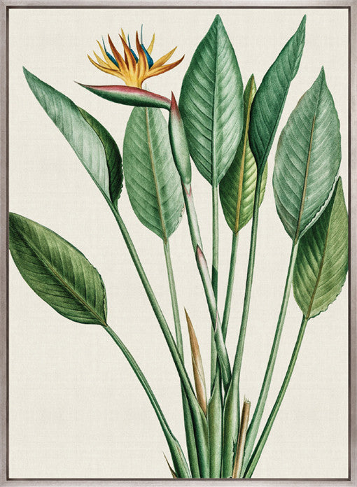 Lush Tropic VI (Canvas)