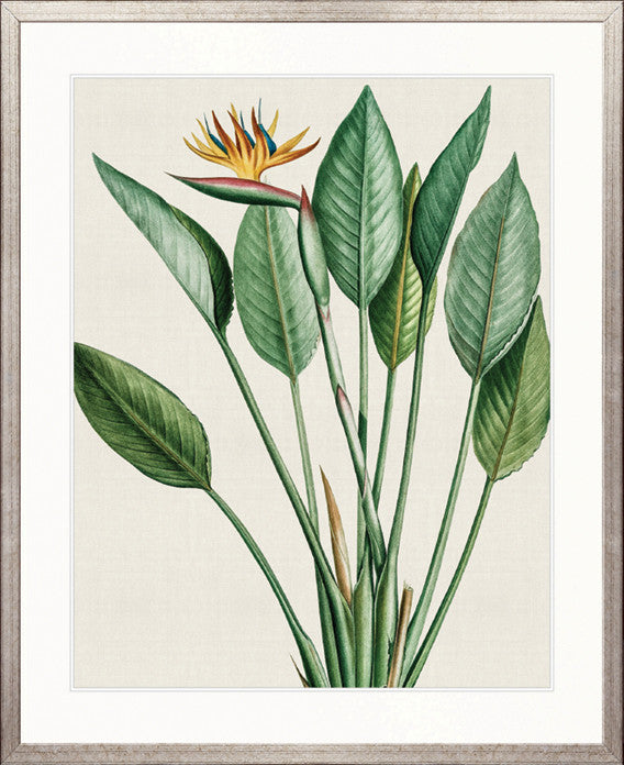 Lush Tropic VI