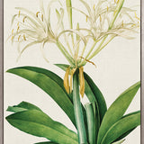 Lush Tropic VII (Canvas)