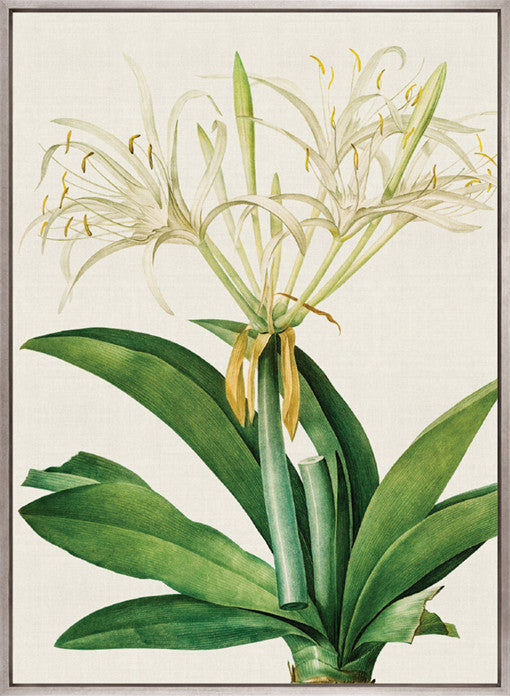 Lush Tropic VII (Canvas)