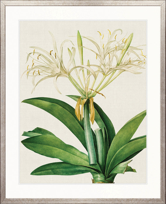 Lush Tropic VII