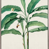 Lush Tropic XII (Canvas)