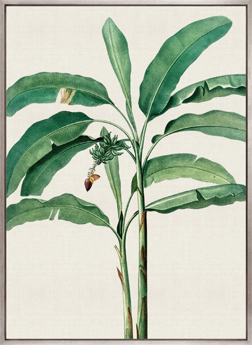 Lush Tropic XII (Canvas)