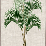 St Aman Palm I (Canvas) Large (903mm W x 1109mm H)