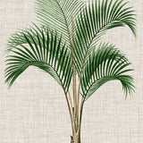 St Aman Palm I (Canvas) Large (903mm W x 1109mm H)