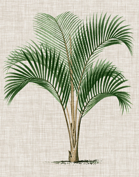 St Aman Palm I (Canvas)