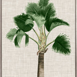 St Aman Palm II (Canvas) Large (903mm W x 1109mm H)