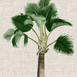 St Aman Palm II (Canvas) Large (903mm W x 1109mm H)