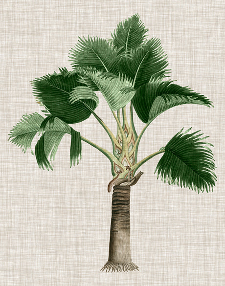 St Aman Palm II (Canvas)