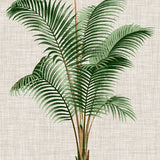 St Aman Palm III (Canvas)