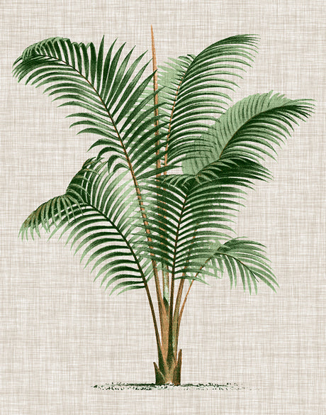 St Aman Palm III (Canvas)