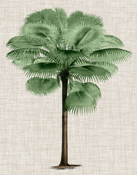 St Aman Palm IV (Canvas)