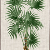 St Aman Palm V (Canvas) Large (903mm W x 1109mm H)
