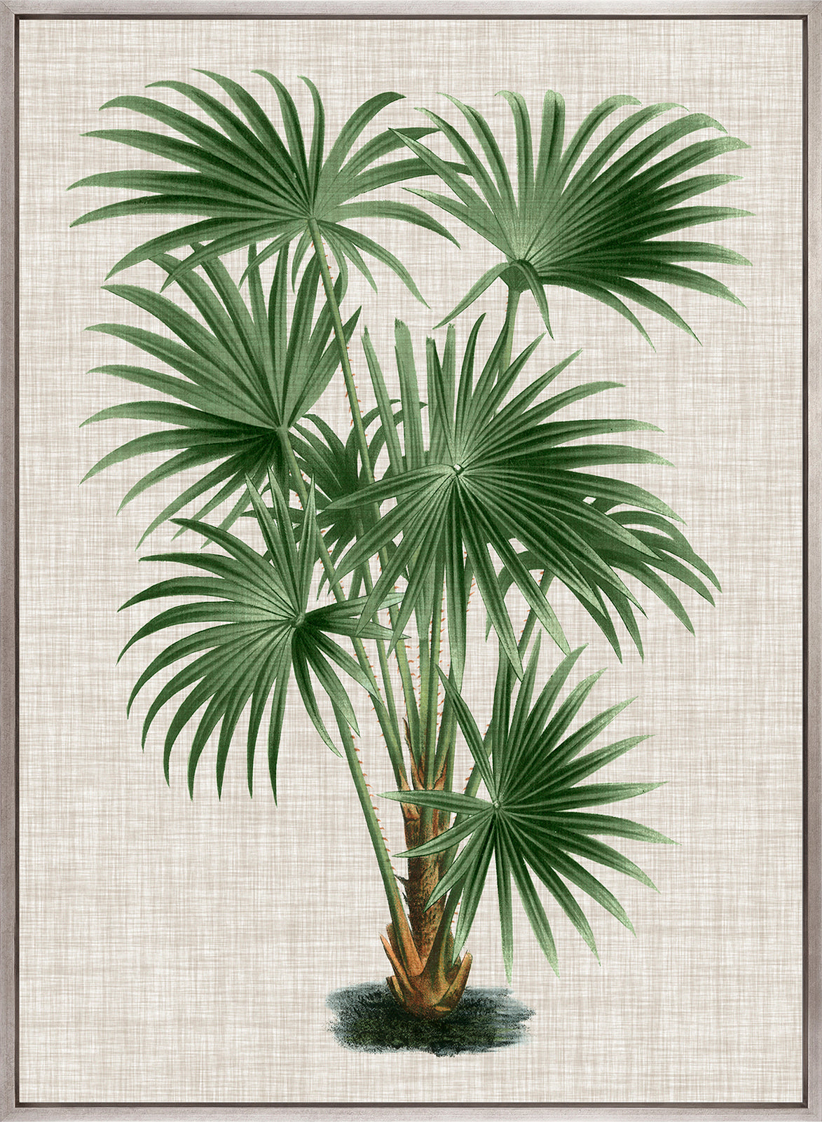 St Aman Palm V (Canvas)