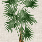 St Aman Palm V (Canvas) Large (903mm W x 1109mm H)