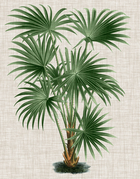 St Aman Palm V (Canvas)