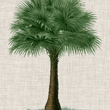 St Aman Palm VI (Canvas) Large (903mm W x 1109mm H)
