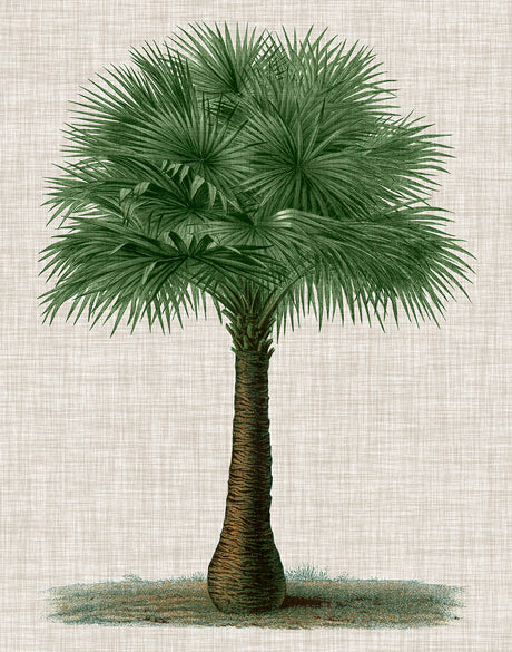 St Aman Palm VI (Canvas)