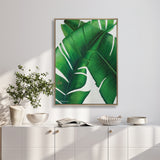 Evergreen Foliage III (Canvas)