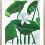 Evergreen Foliage V