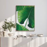 Evergreen Foliage VI (Canvas)