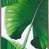 Evergreen Foliage VI (Canvas)