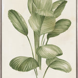 Soft Anaya Palm I (Canvas) Large (903mm W x 1109mm H)